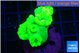 Caulastrea neon green 5-7 polyps WYSIWYG acclimaté