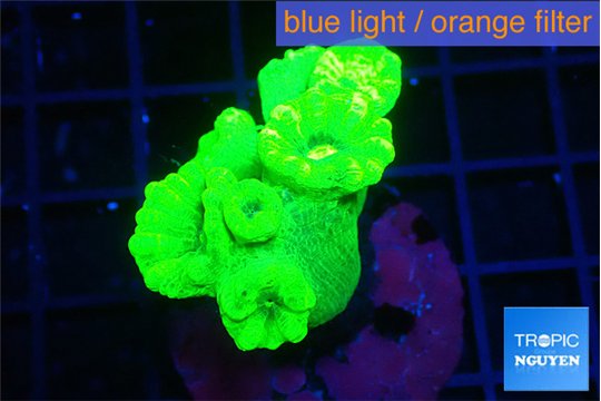 Caulastrea neon green 5-7 polyps WYSIWYG acclimaté