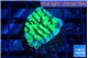 Merulina neon green 2-3 cm WYSIWYG acclimaté