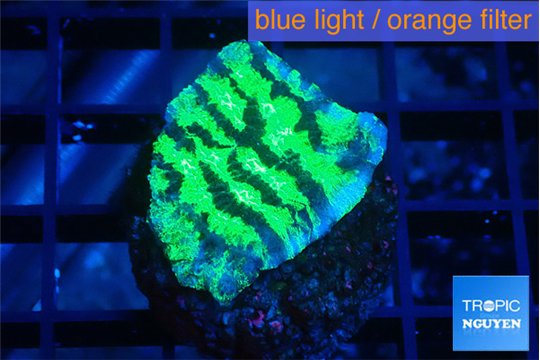 Merulina neon green 2-3 cm WYSIWYG acclimaté