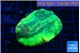 Favia green moon 4-5 cm WYSIWYG acclimaté