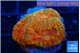 Blastomussa wellsi red cherry pop 3 polyps WYSIWYG acclimaté