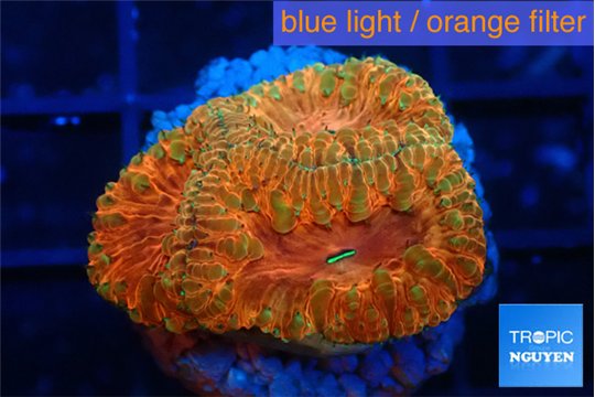Blastomussa wellsi red cherry pop 3 polyps WYSIWYG acclimaté