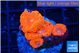Blastomussa wellsi red cherry pop 3-4 polyps WYSIWYG acclimaté