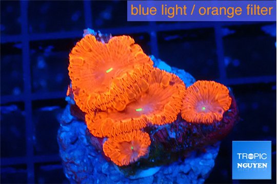 Blastomussa wellsi red cherry pop 3-4 polyps WYSIWYG acclimaté