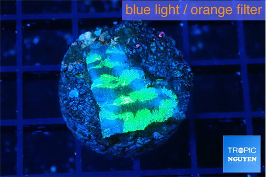 Merulina neon green 2-3 cm WYSIWYG acclimaté