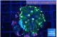 Euphyllia glabrescens green golden 2-4 cm WYSIWYG acclimaté