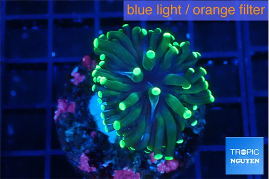 Euphyllia glabrescens green golden 2-4 cm WYSIWYG acclimaté