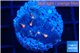 Echinophyllia flaming 2-3 cm WYSIWYG acclimaté