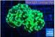 Euphyllia paraancora glowtip 4-7 cm WYSIWYG acclimaté