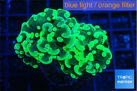 Euphyllia paraancora glowtip 4-7 cm WYSIWYG acclimaté