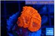 Blastomussa wellsi red cherry pop 5-6 polyps WYSIWYG acclimaté