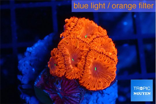 Blastomussa wellsi red cherry pop 5-6 polyps WYSIWYG acclimaté