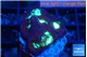 Favia green purple 3 cm WYSIWYG acclimaté