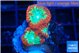 Blastomussa wellsi color phantom 3 polyps WYSIWYG acclimaté