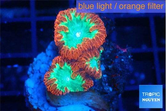 Blastomussa wellsi color phantom 3 polyps WYSIWYG acclimaté
