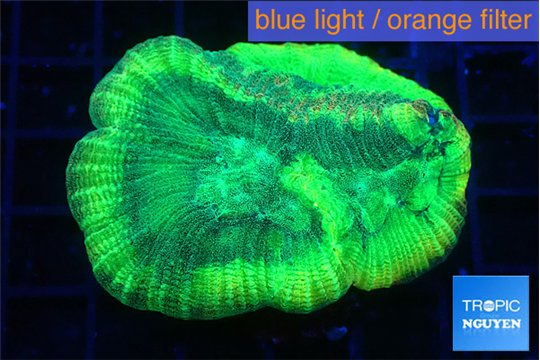 Favia green moon 4-5 cm WYSIWYG acclimaté