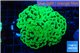 Euphyllia paraancora glow tip 5-8 cm WYSIWYG acclimaté