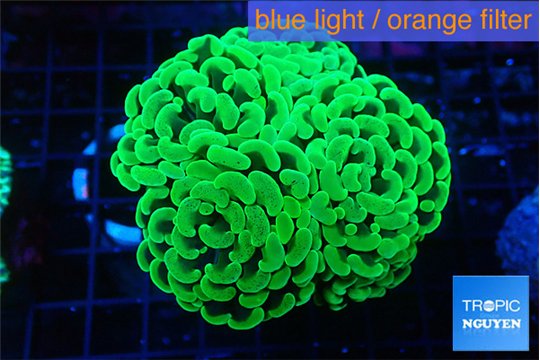 Euphyllia paraancora glow tip 5-8 cm WYSIWYG acclimaté