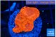 Blastomussa wellsi red cherry pop 4-5 polyps WYSIWYG acclimaté