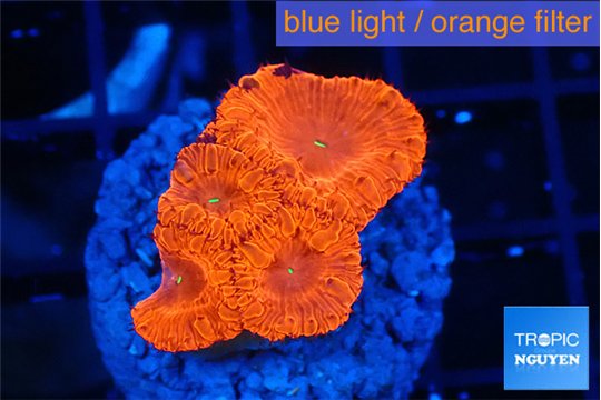 Blastomussa wellsi red cherry pop 4-5 polyps WYSIWYG acclimaté