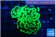 Euphyllia paraancora glow tip 4-7 cm WYSIWYG acclimaté