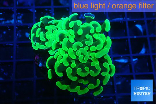 Euphyllia paraancora glow tip 4-7 cm WYSIWYG acclimaté