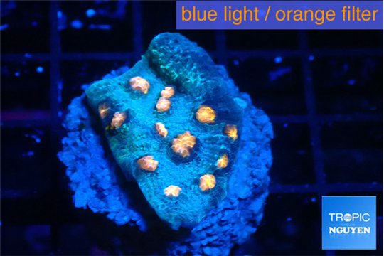 Mycedium red volcano 3-4 cm WYSIWYG acclimaté