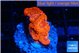 Blastomussa wellsi red cherry pop 5-6 polyps WYSIWYG acclimaté