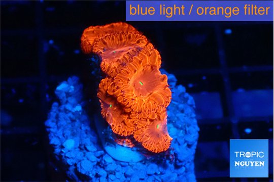 Blastomussa wellsi red cherry pop 5-6 polyps WYSIWYG acclimaté