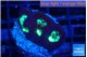 Favia green purple 3-4 cm WYSIWYG acclimaté