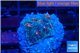 Echinophyllia flaming 2 cm WYSIWYG acclimaté