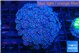 Alveopora purple pink 5-7 cm WYSIWYG acclimaté