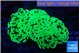 Euphyllia paraancora glow tip 7-10 cm WYSIWYG acclimaté