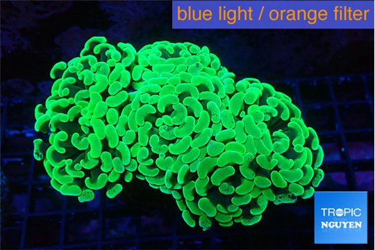 Euphyllia paraancora glow tip 7-10 cm WYSIWYG acclimaté