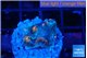 Echinophyllia flaming 2 cm WYSIWYG acclimaté