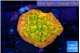 Montipora kungpao sunset phoenix 3 cm WYSIWYG acclimaté