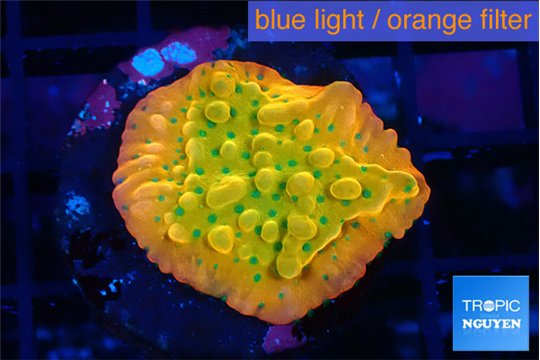 Montipora kungpao sunset phoenix 3 cm WYSIWYG acclimaté