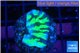Merulina neon green 3 cm WYSIWYG acclimaté