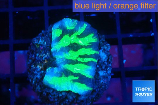 Merulina neon green 3 cm WYSIWYG acclimaté