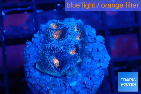 Echinophyllia flaming 2 cm WYSIWYG acclimaté