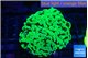 Euphyllia paraancora glow tip 6-9 cm WYSIWYG acclimaté