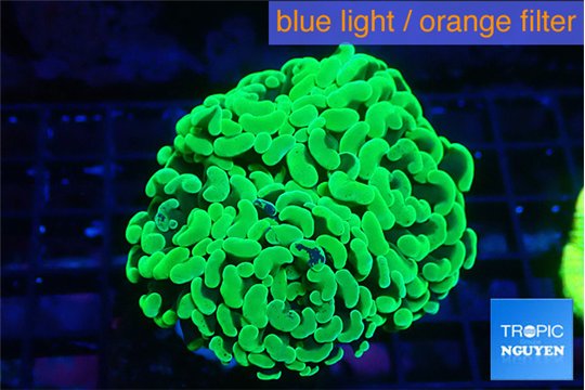 Euphyllia paraancora glow tip 6-9 cm WYSIWYG acclimaté