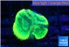 Favia green moon 4 cm WYSIWYG acclimaté