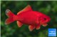 Poisson rouge premium femelle 20-22 cm WYSIWYG acclimaté