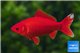 Poisson rouge premium femelle 20-22 cm WYSIWYG acclimaté
