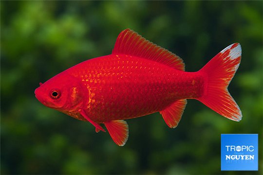 Poisson rouge premium femelle 20-22 cm WYSIWYG acclimaté
