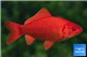 Poisson rouge premium femelle 20-21 cm WYSIWYG acclimaté