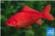 Poisson rouge premium femelle 20-21 cm WYSIWYG acclimaté