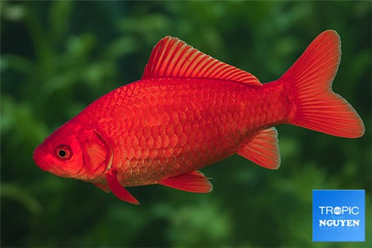 Poisson rouge premium femelle 20-21 cm WYSIWYG acclimaté